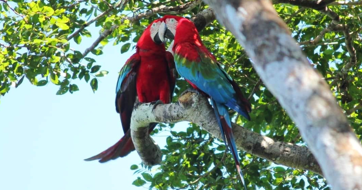 Fauna en el Parque Madidi (Foto: Mauricio Pacheco)